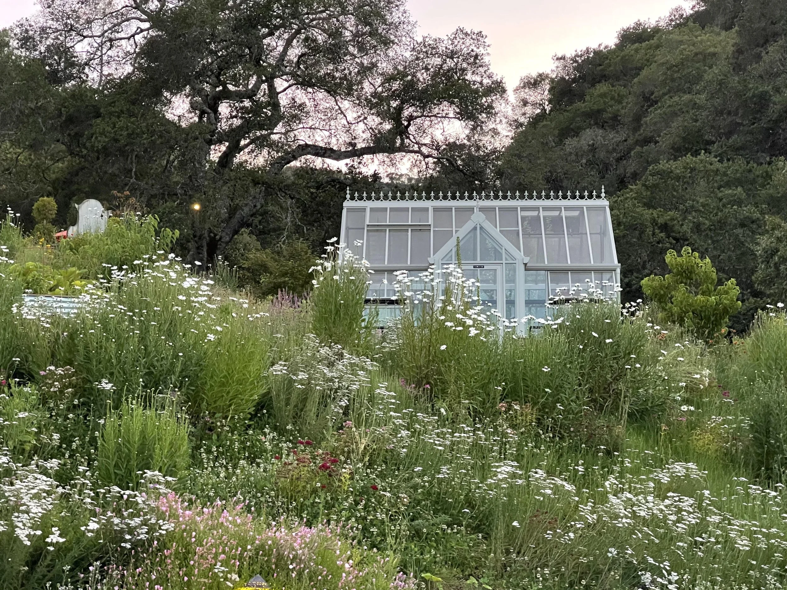 Greenhouse garden at dusk.jpg