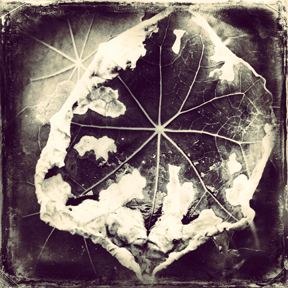 WHERE ANGELS FEAR TO TREAD