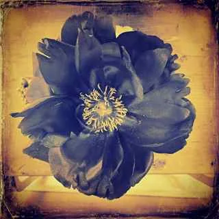 BLUE INDIGO