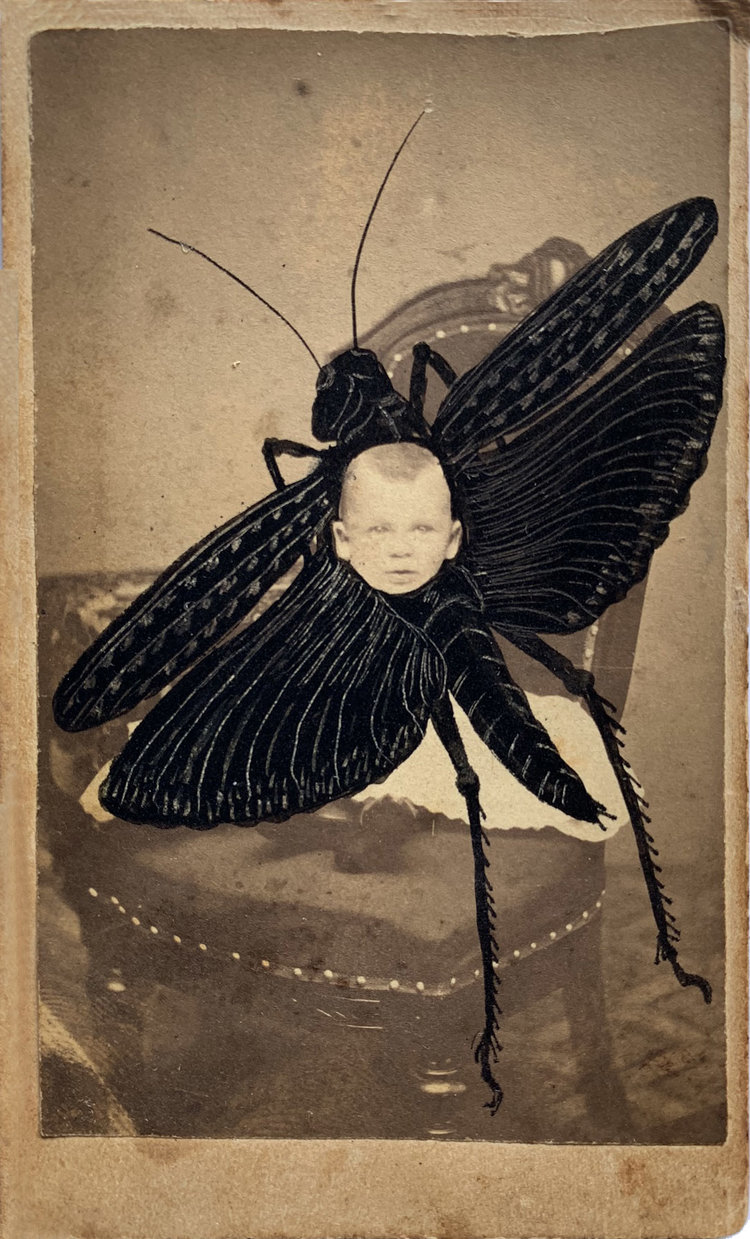 "G is for Grasshopper" from the “ABéBéCeDarium”