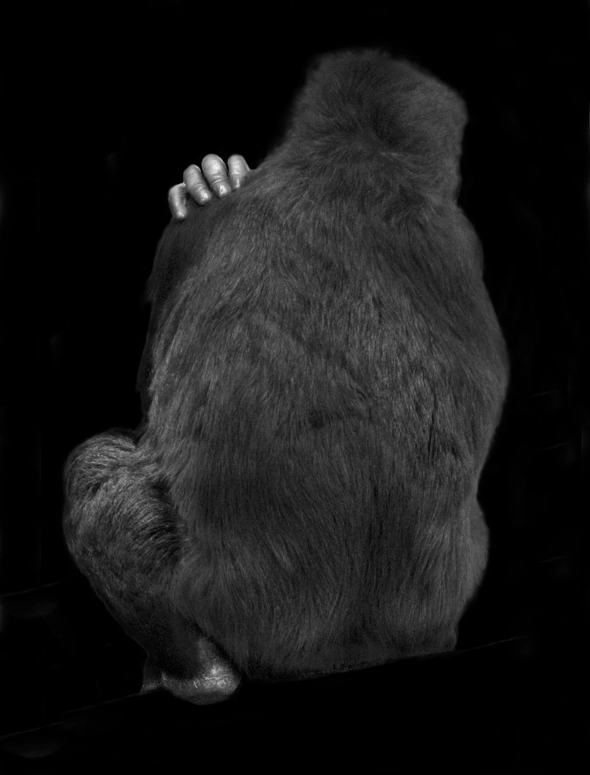 ilonArt_ElliotRoss_Ape2.jpg