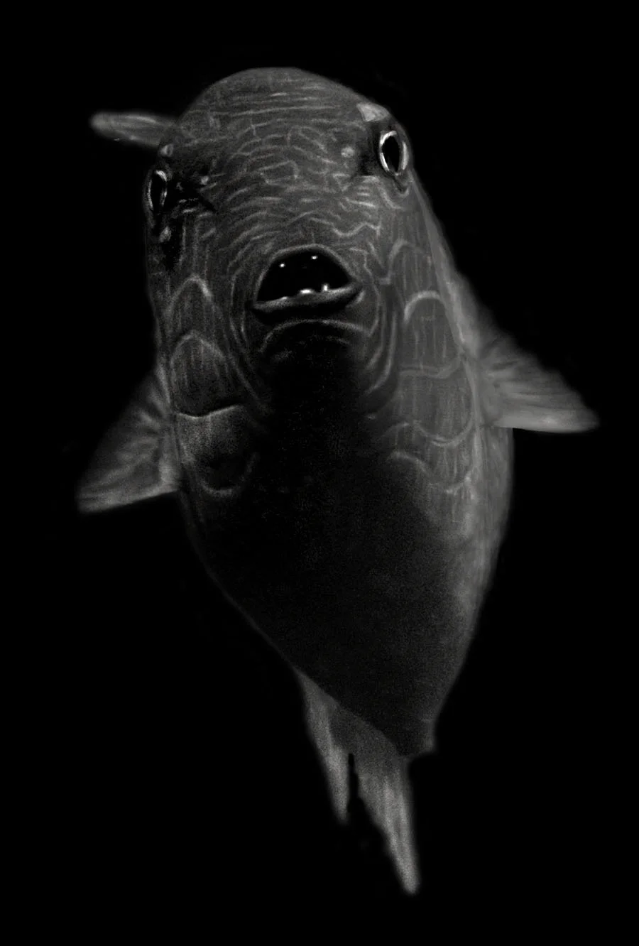 ilonArt_ElliotRoss_Fish117.jpg