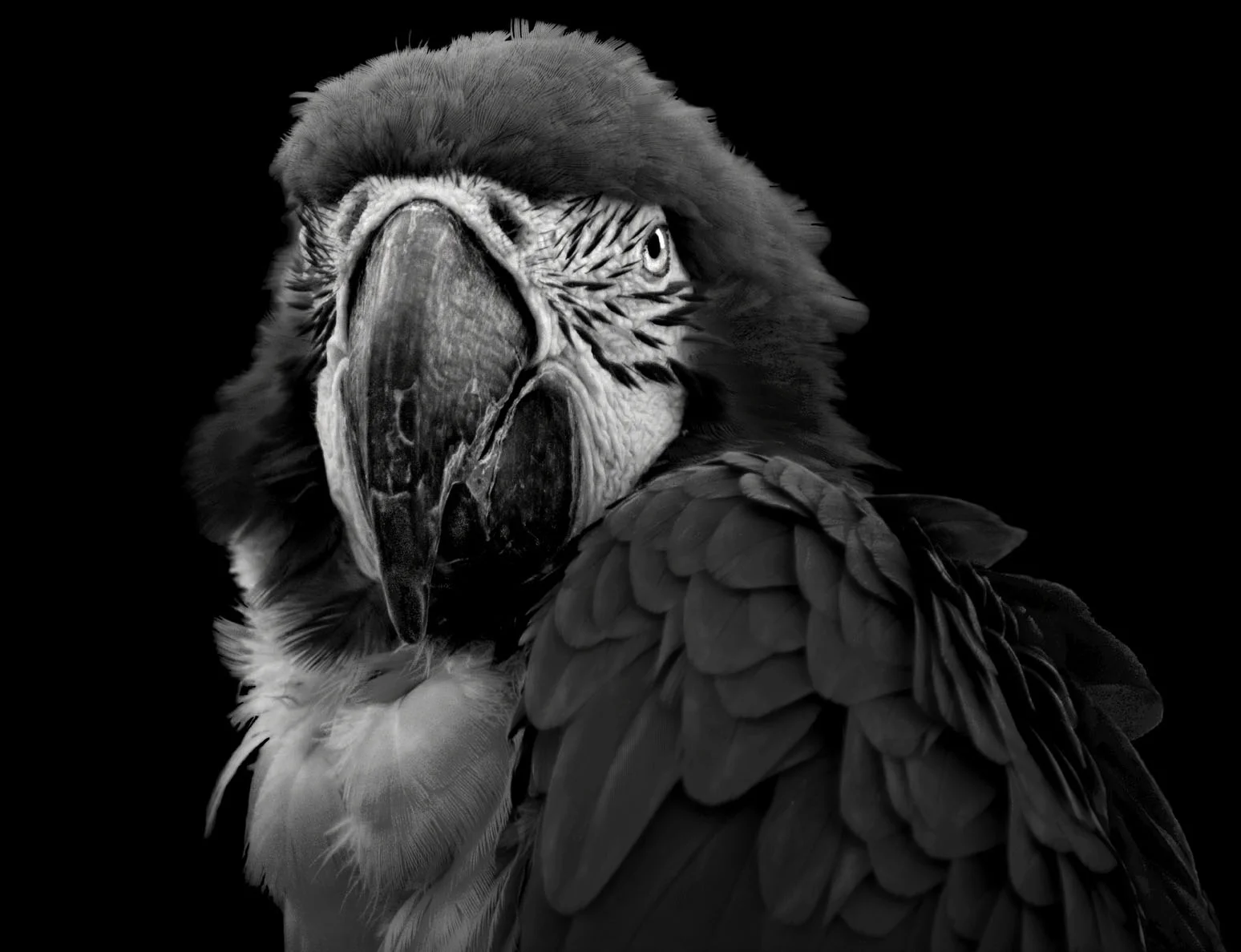 ilonArt_ElliotRoss_Parrot205.jpg