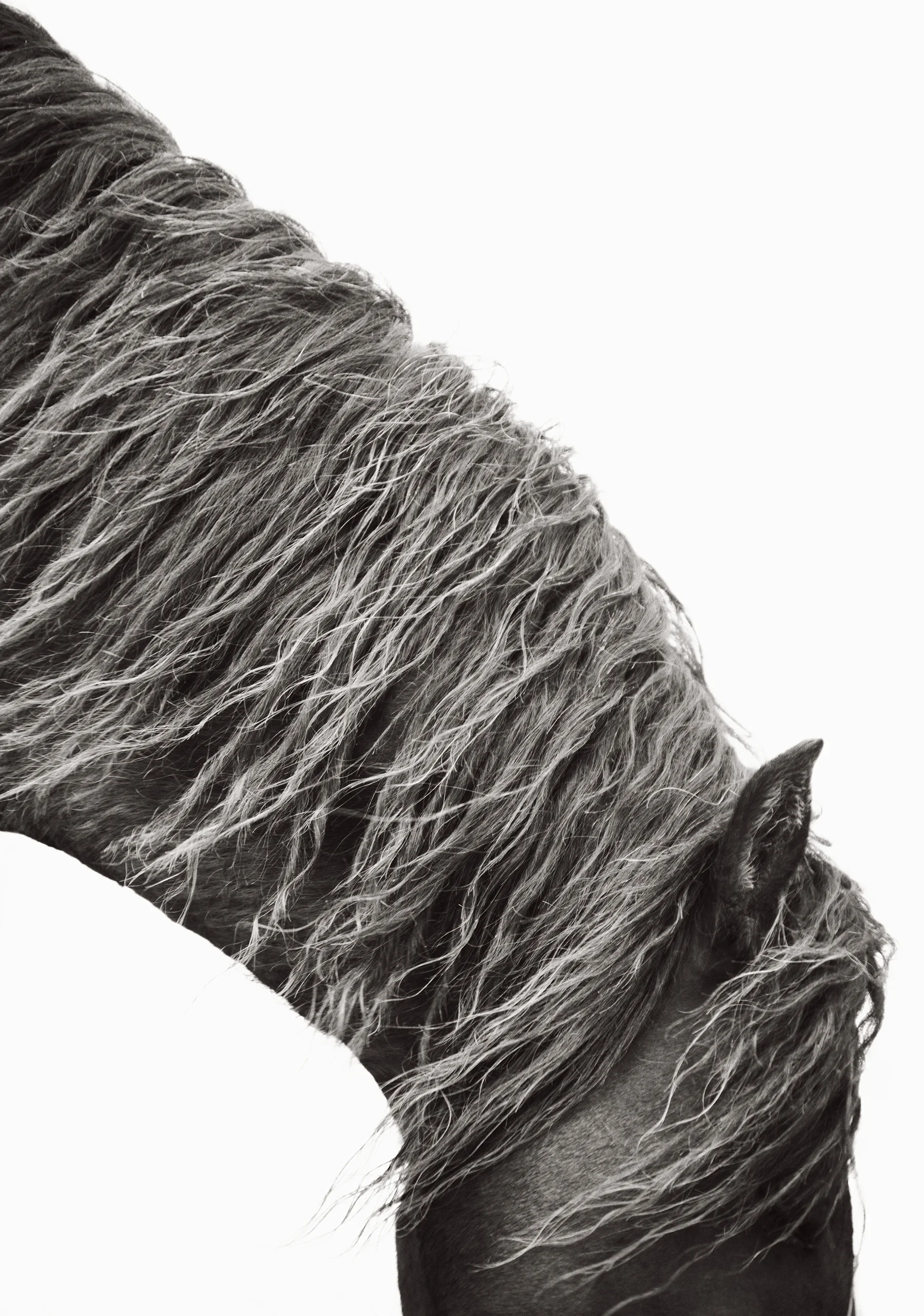 ilonArt_DrewDoggett_ManeStudy.jpg