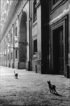 ilonart_LeonardFreed_Cats.jpg