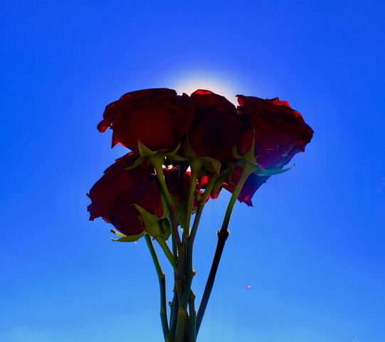 rosebouquet.jpeg