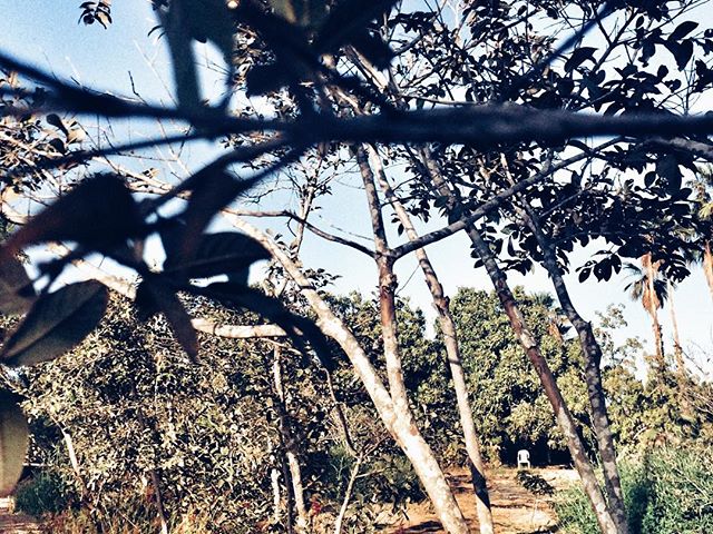 About to take a seat under the mangos. #elchapil #quintadeguayaba #sanpedrito #bcs