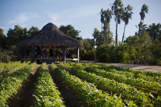 Our place down here in Baja is really coming together. Come stay with us @elchapilminihotel you wont regret it I promise. 
#baja #elpescadero #bajacaliforniasur #boutiquehotel #bedandbreakfast #bajalife #luckywelivebaja