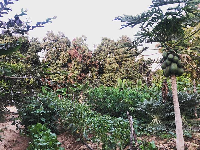 This summers garden is coming together. 
#papaya #radish #tomato #beets #yuca #cucumber #cantaloupe #watermelon #guava #mangos #carrots #bananas #artichokes