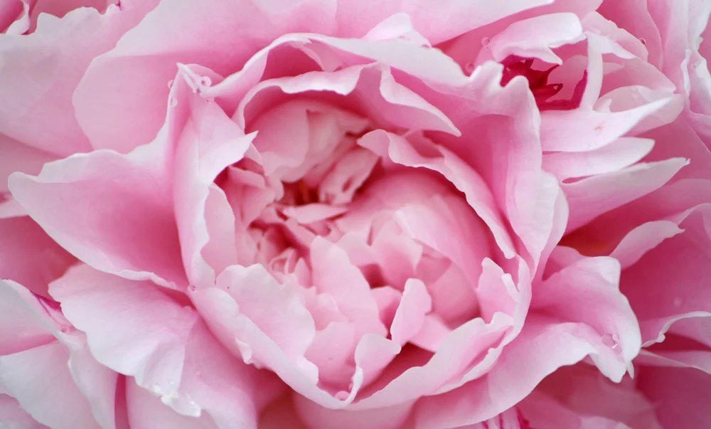 peony.jpg