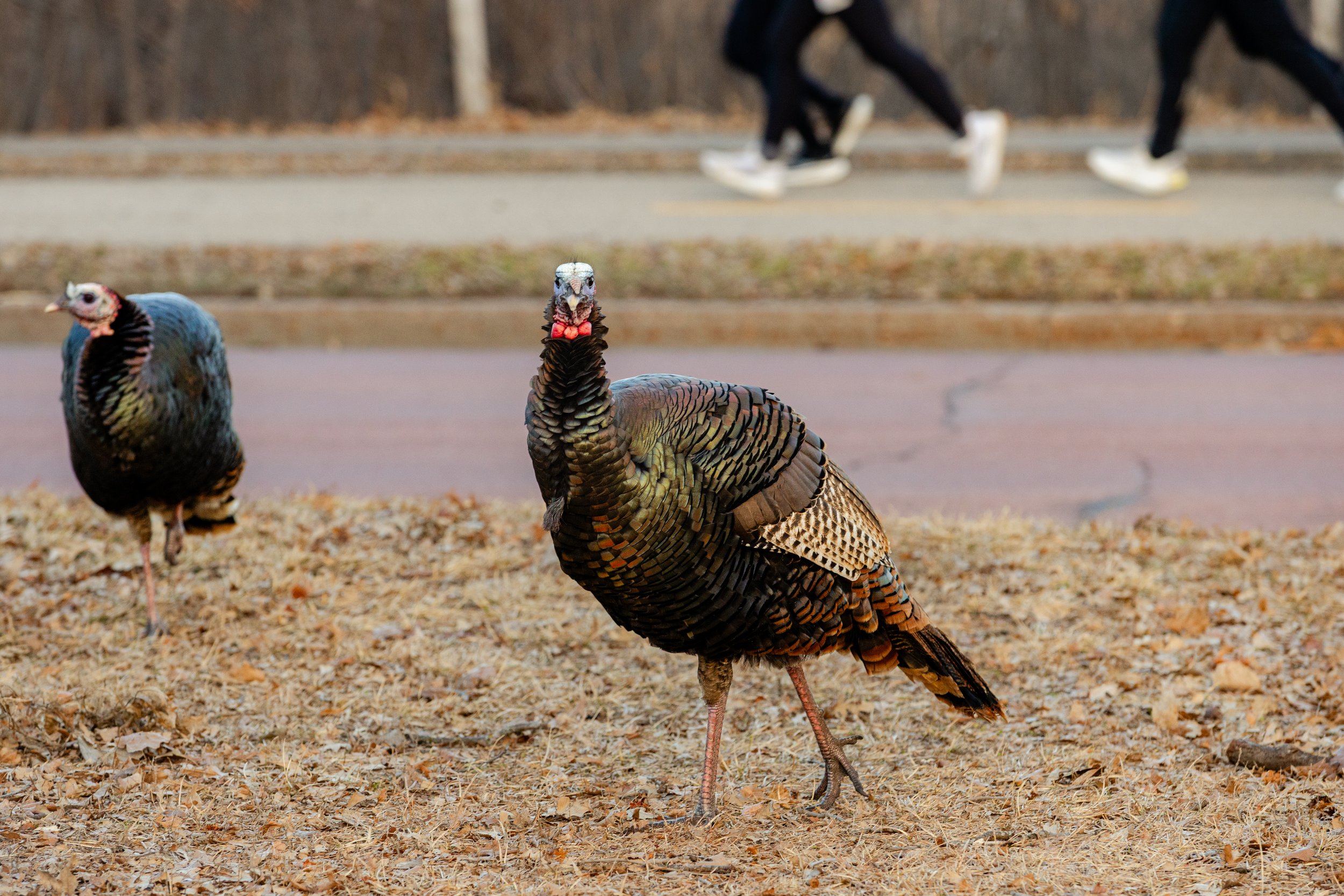 Two wild turkeys on dry grass in a park, with pedestrians walking on a paved trail in the background.