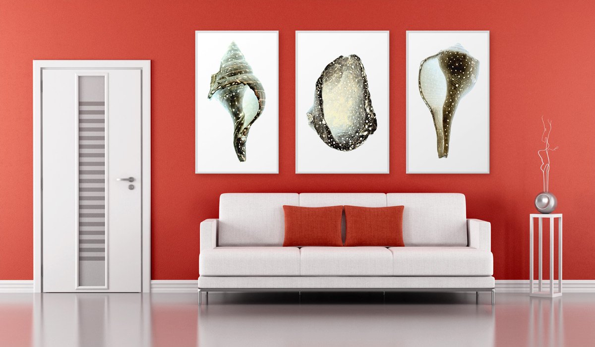 Shell-On-Walls3.jpg