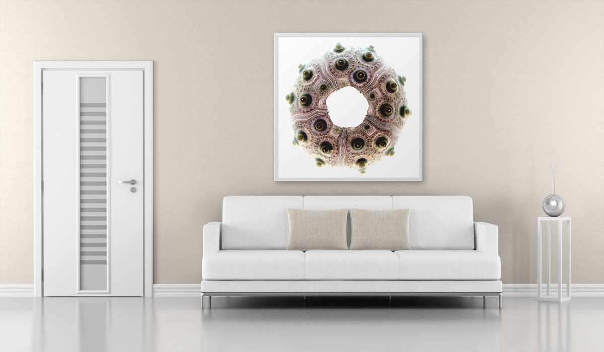 Shell-On-Walls1.jpg