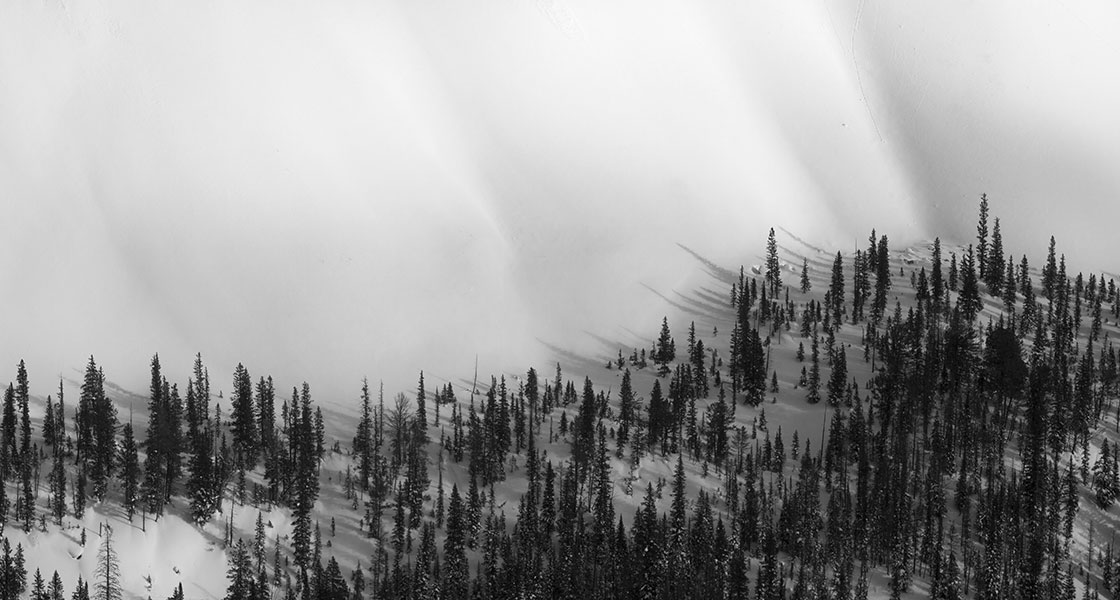 Tree-Line-Aaron-Hyatt-Photography-Elevation.jpg