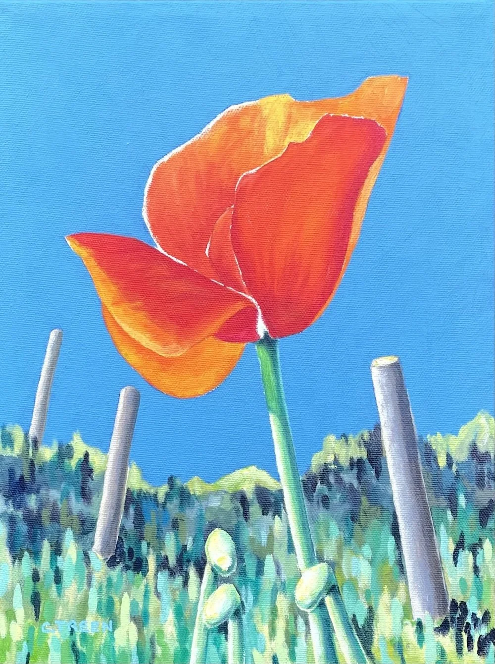 Point Holmes Poppy