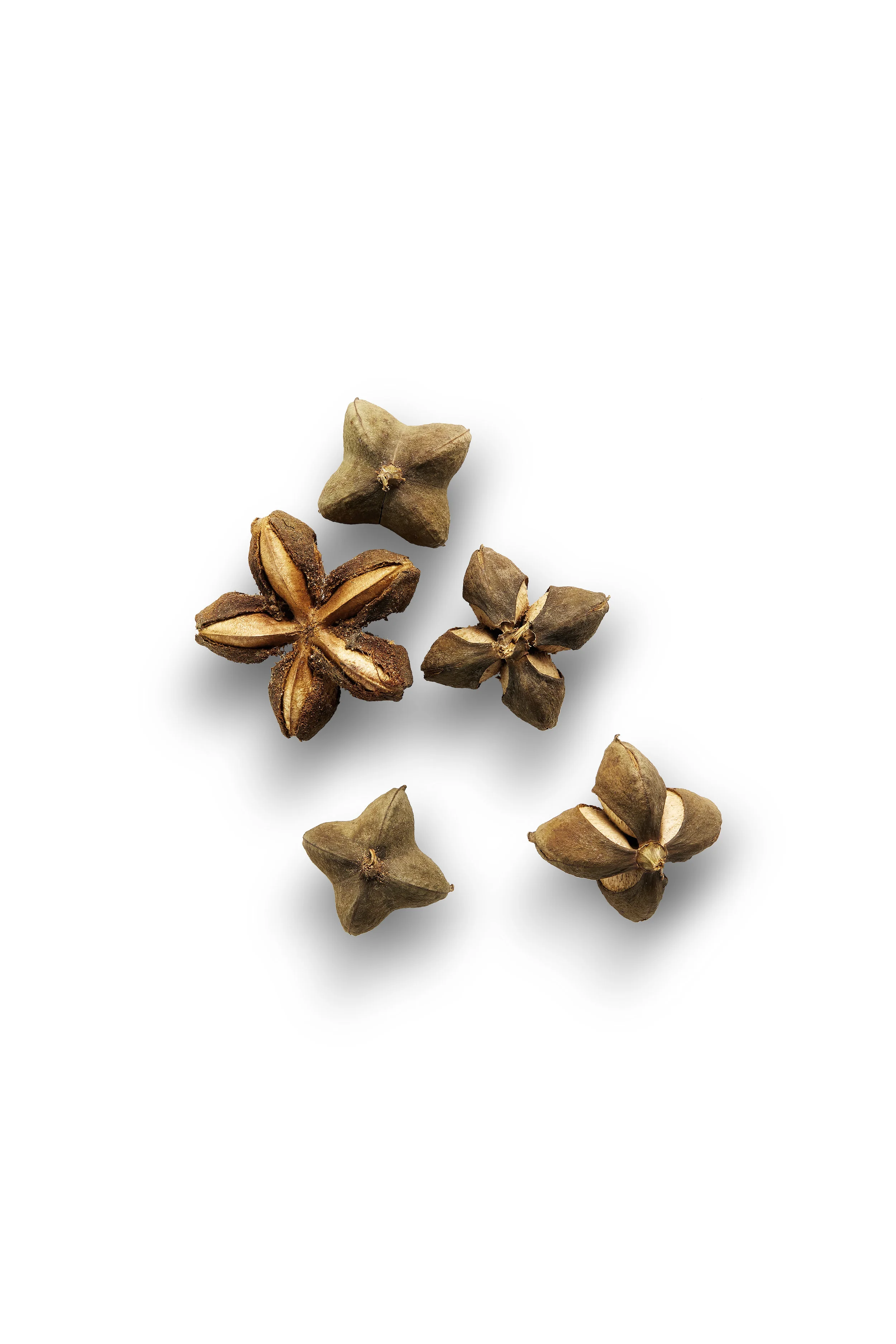 Sacha_Inchi_Ingredient_005.jpg
