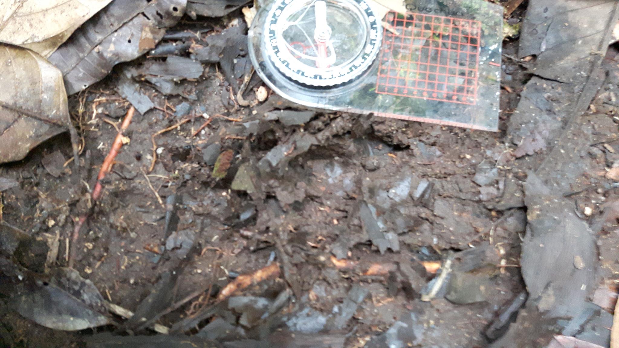 Peccary footstep. Peccary is a native South-American mammal with a strong resemblace to a pig.