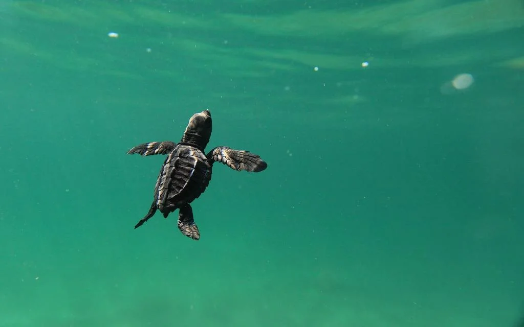 Sea Turtle Seva Downpayment