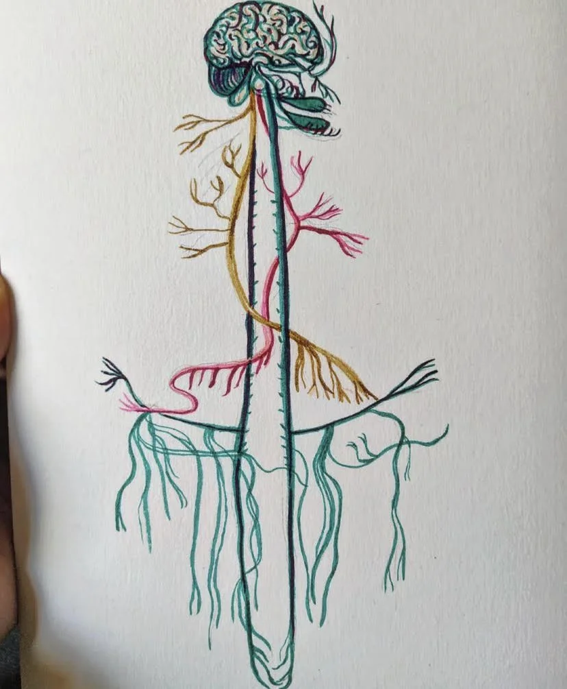 The Pelvic Bowl &amp; The Nervous System