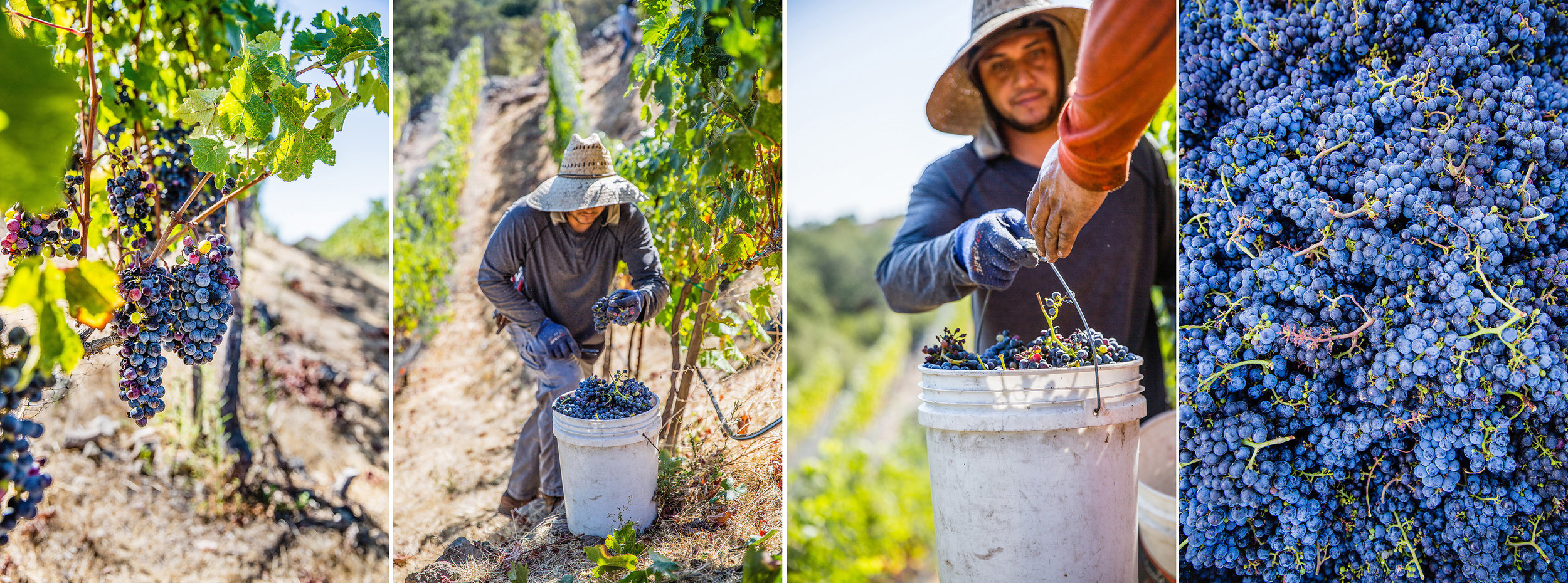vineyard combine 1.jpg