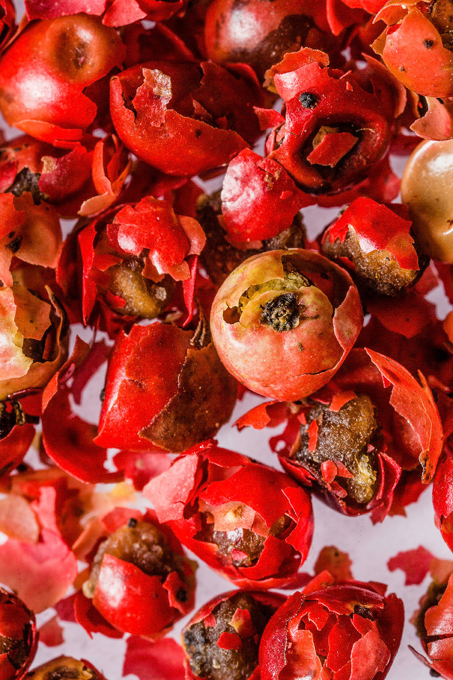 red pepper macro 2 W.jpg