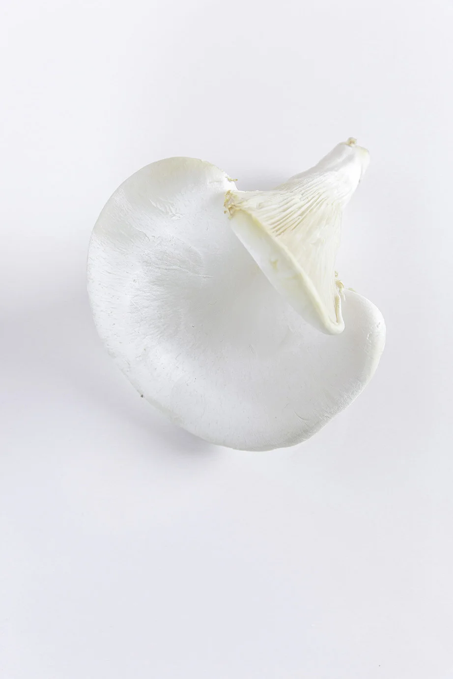 white abalone mushroom W.jpg