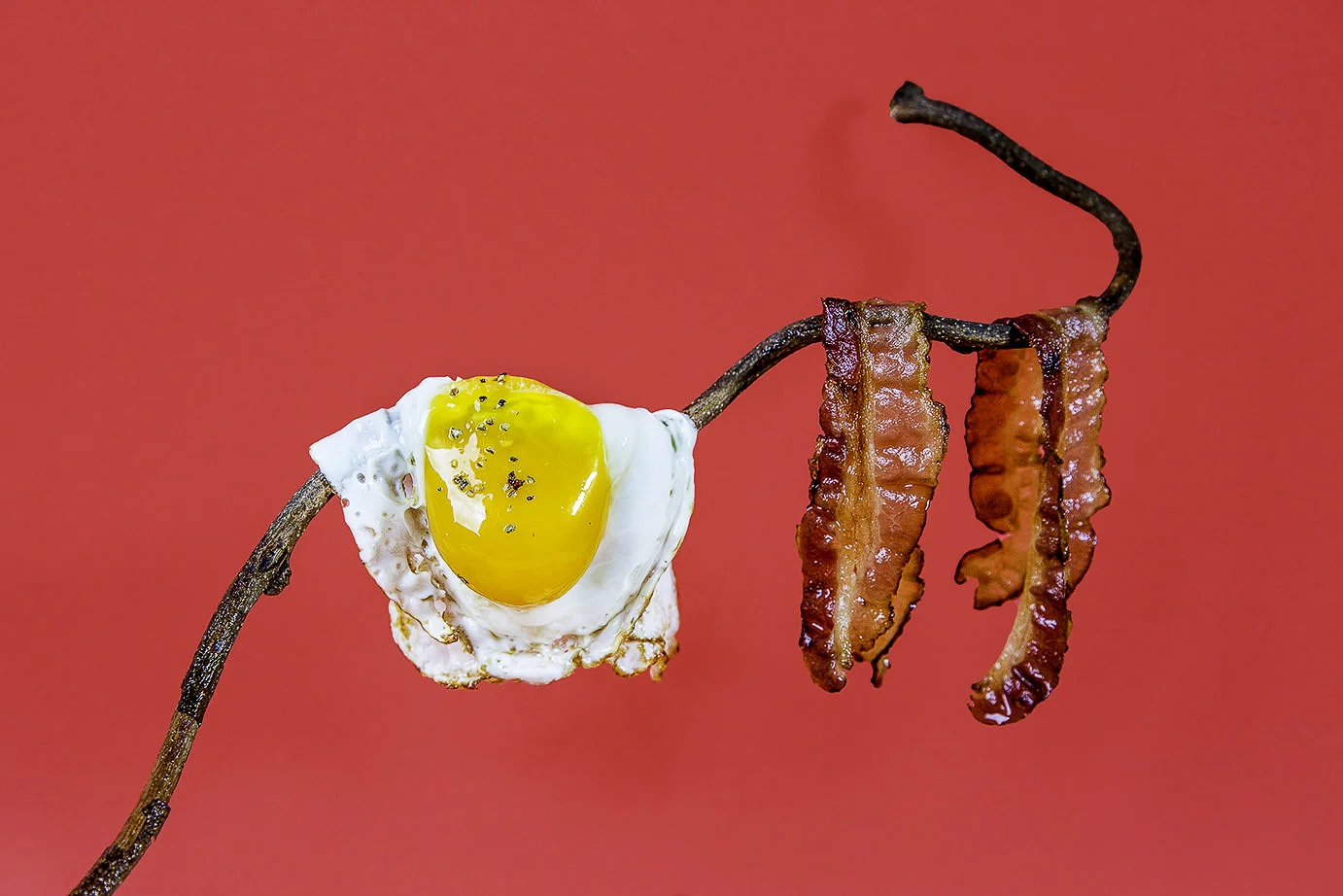 hanged egg 1 Web.jpg