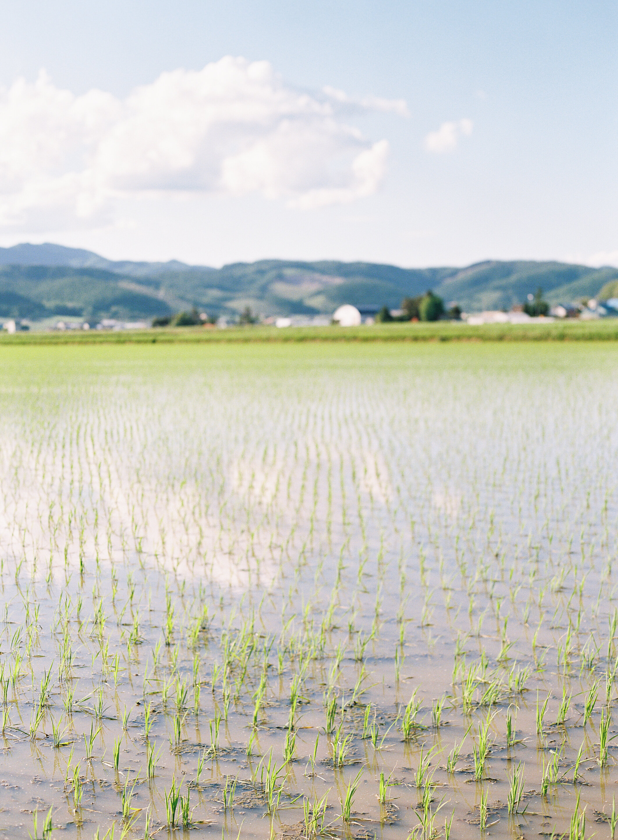 StephanieGanPhoto_Hokkaido-037.jpg