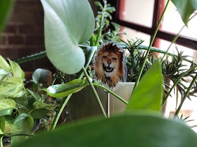 We&rsquo;re letting the table markers roam free while we&rsquo;re closed. They&rsquo;re really loving it. .
.
.
#LIONelRichie #themudhouse #cherokeestreet #COVID19 #coffeeshop #animalswithcelebrityeyes