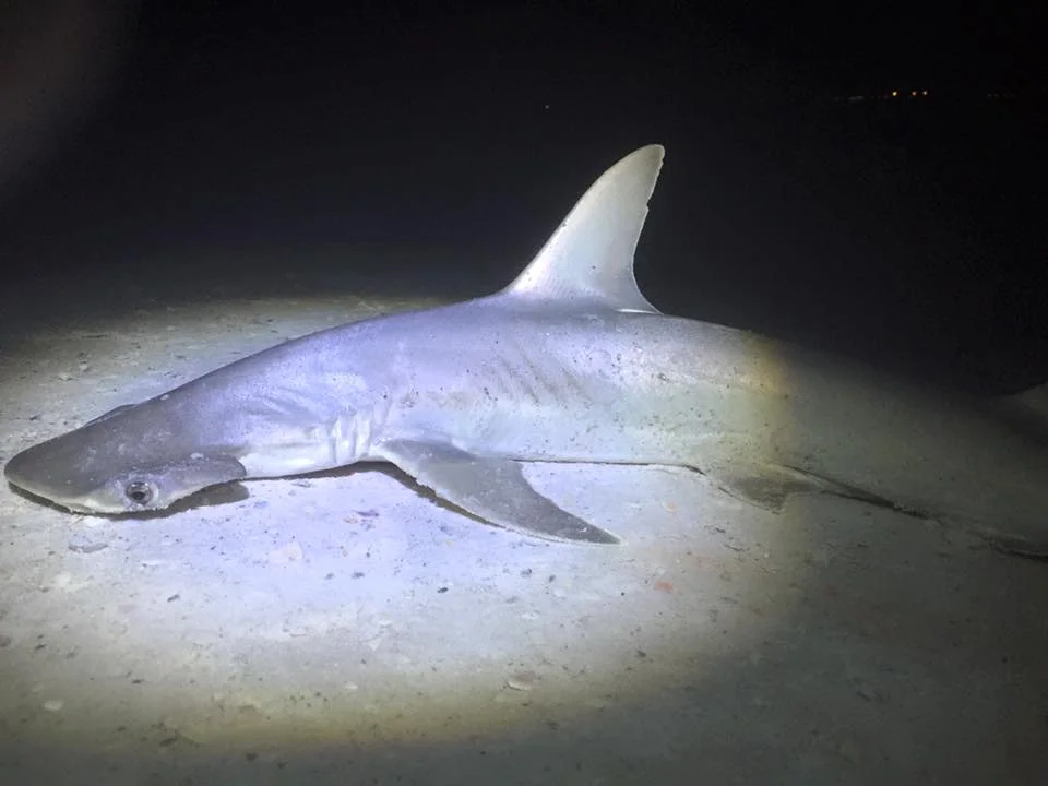 Night Shark Fishing