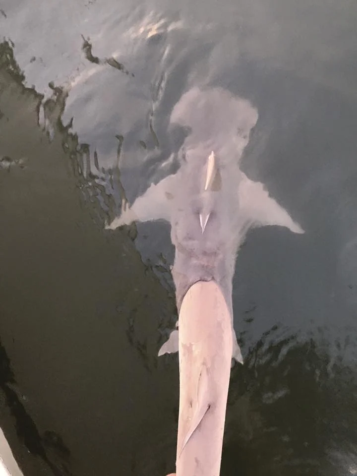 Shark Fishing