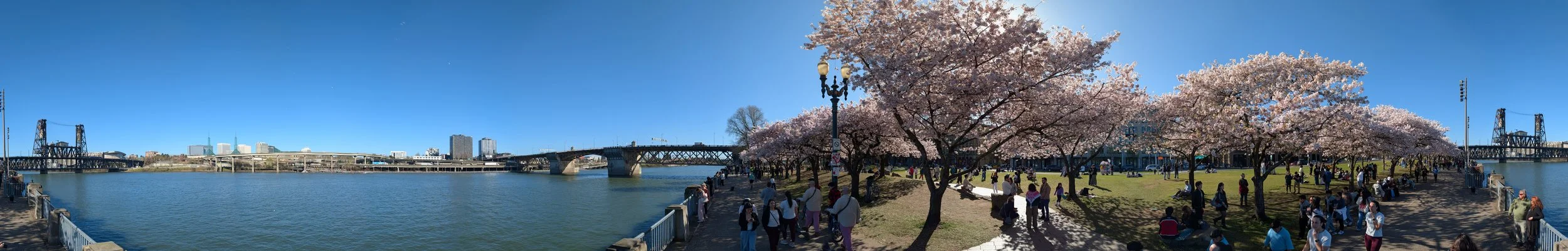 Portland Oregon, Steel Bridge, Cherry Blossoms, Panorama, 2026