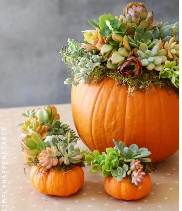 Pumpkin succulents.jpg