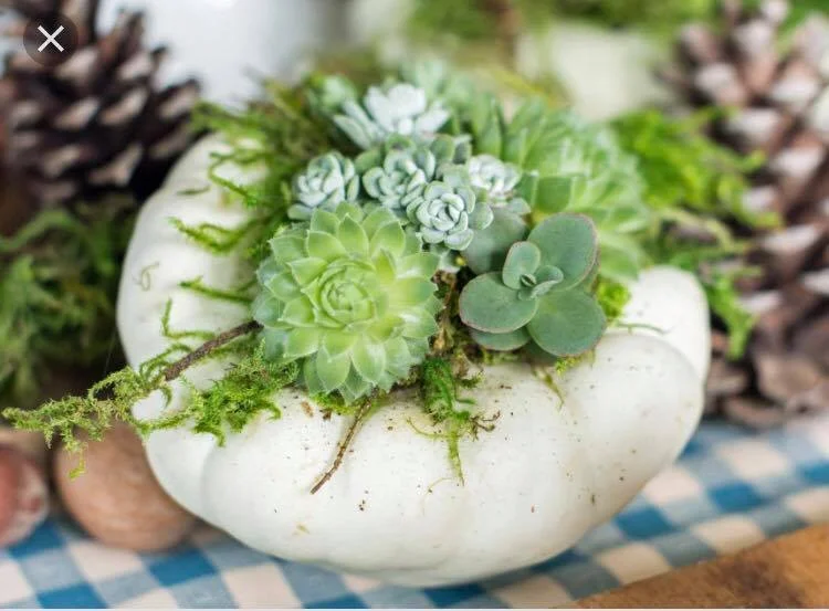 pumpkin succulent 2.jpg