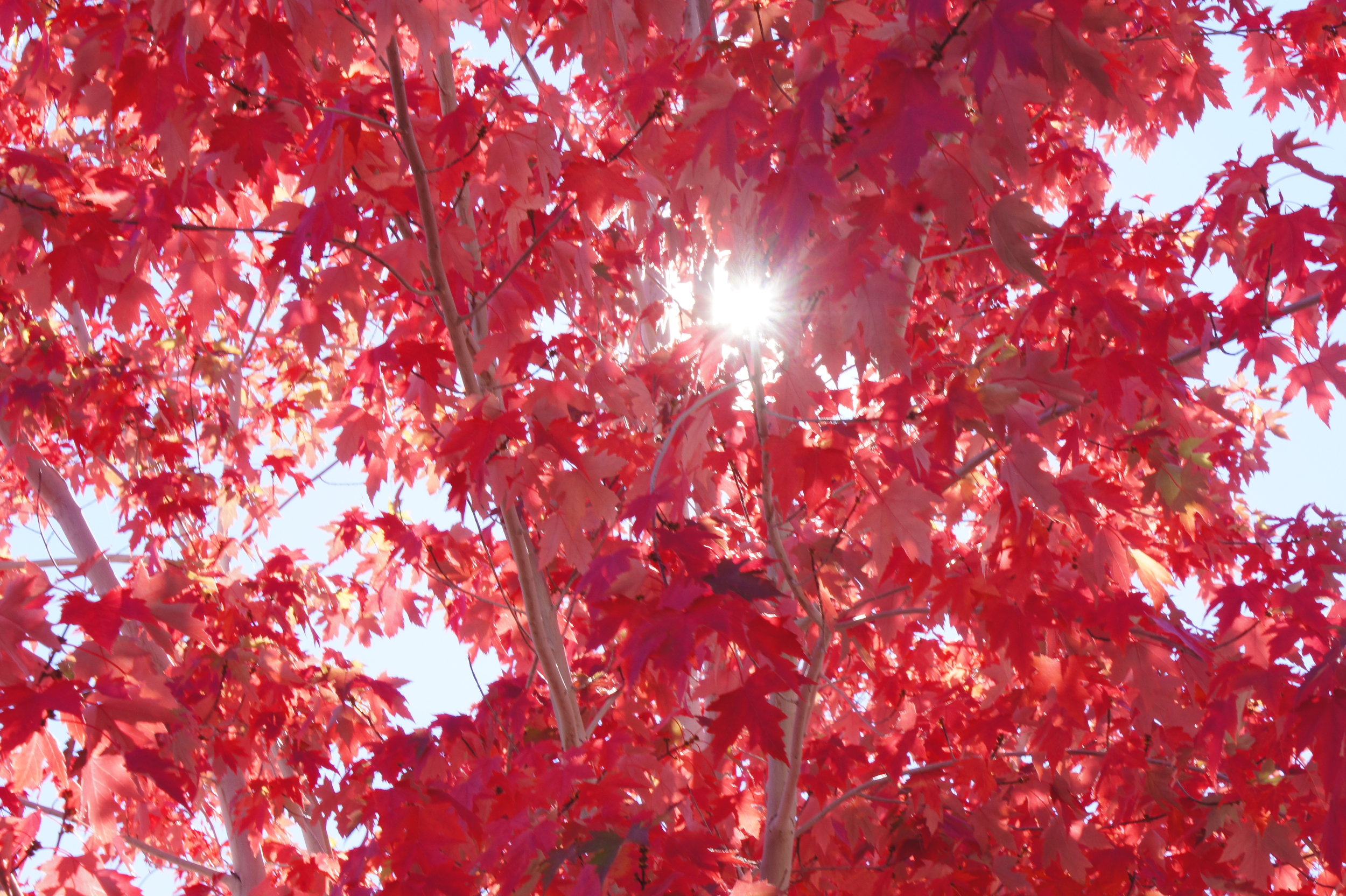 DSC03396 2.JPG