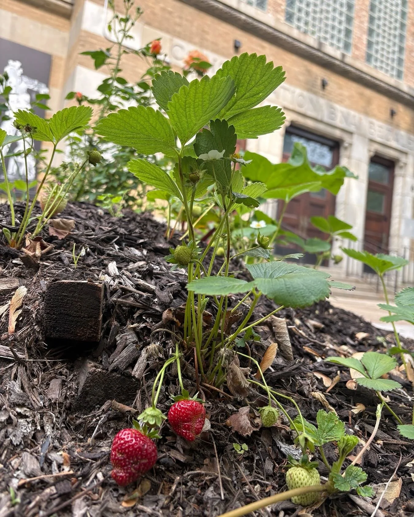 First ripe strawberries!!!