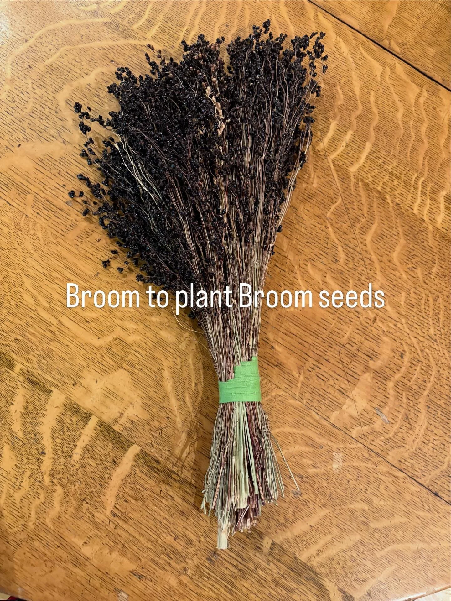 We made brooms at Narrow Bridge last night. Susannah  Ribstein grew the broom and I didn&rsquo;t have the heart to take these beautiful seeds off. This spring I&rsquo;m going to use this broom to plant broom seeds! Once the seeds are off, then this c