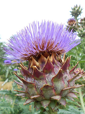 CARDOONS!