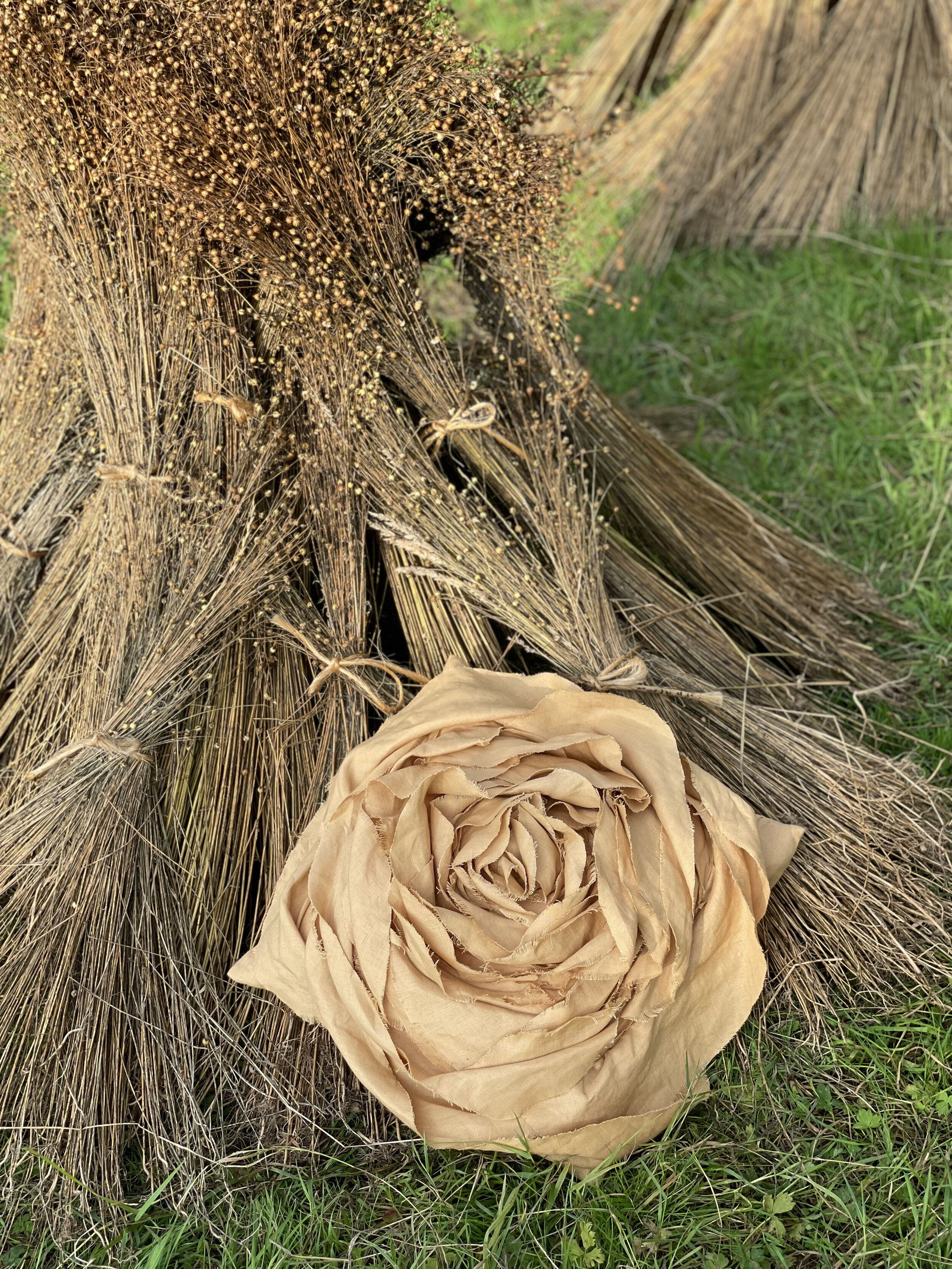 Katie Larmour Mallon Irish Linen Flax Flower Field Harvest Ireland13.jpeg
