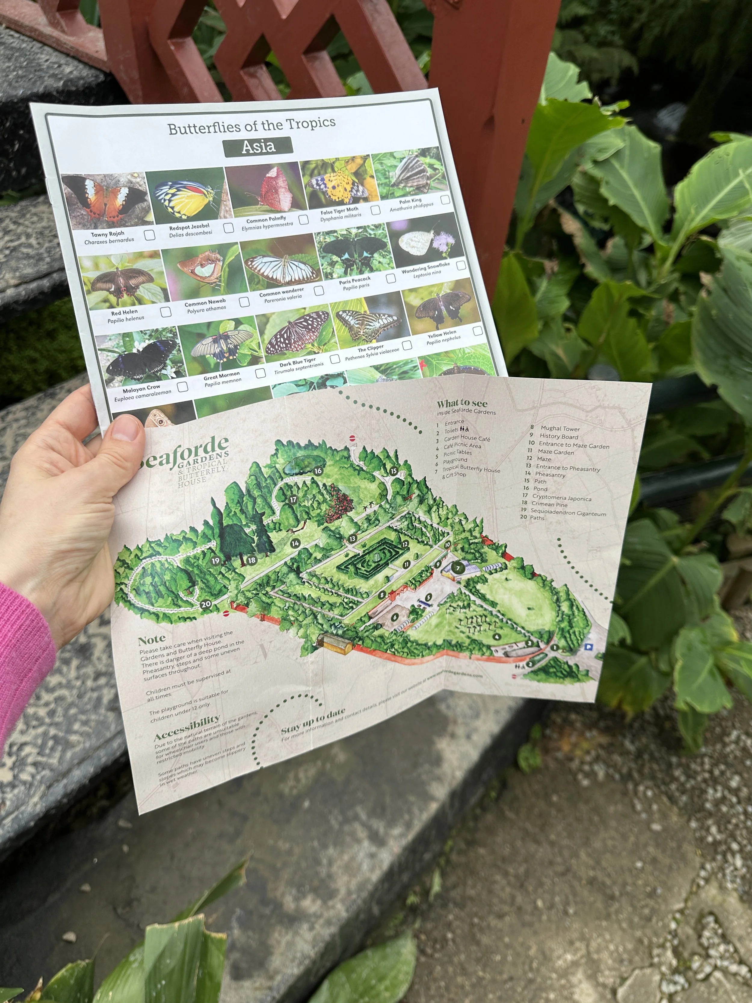 an outing I took my two little boys on to explore the 'Seaforde Butterfly Farm' in County Down, Northern Ireland, where we chatted with Lady Forde about the plants in her lovely gardens.  .JPG