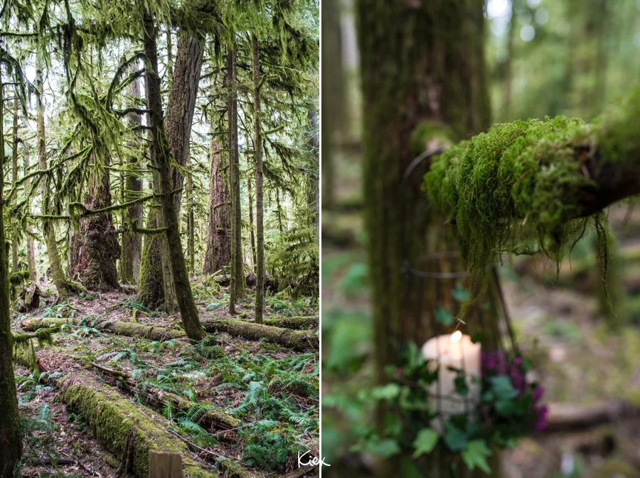 KIEX INSPO_CATHEDRAL GROVE_003.jpg