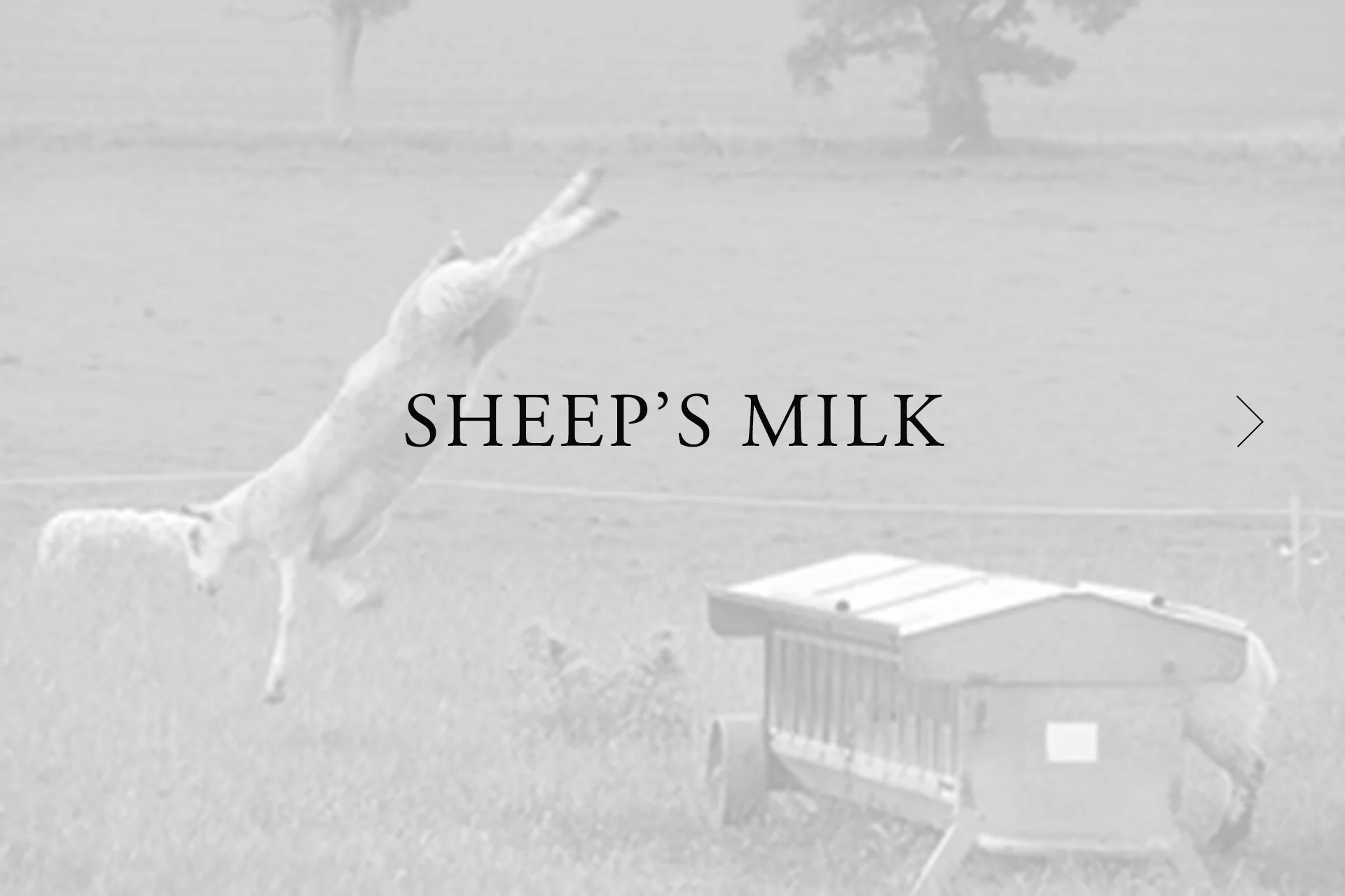 sheeps_milk_cheeses.jpg