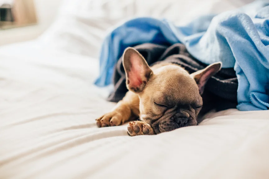 10 REASONS WHY A DOG WILL CHANGE YOUR LIFE (and make you healthier!)