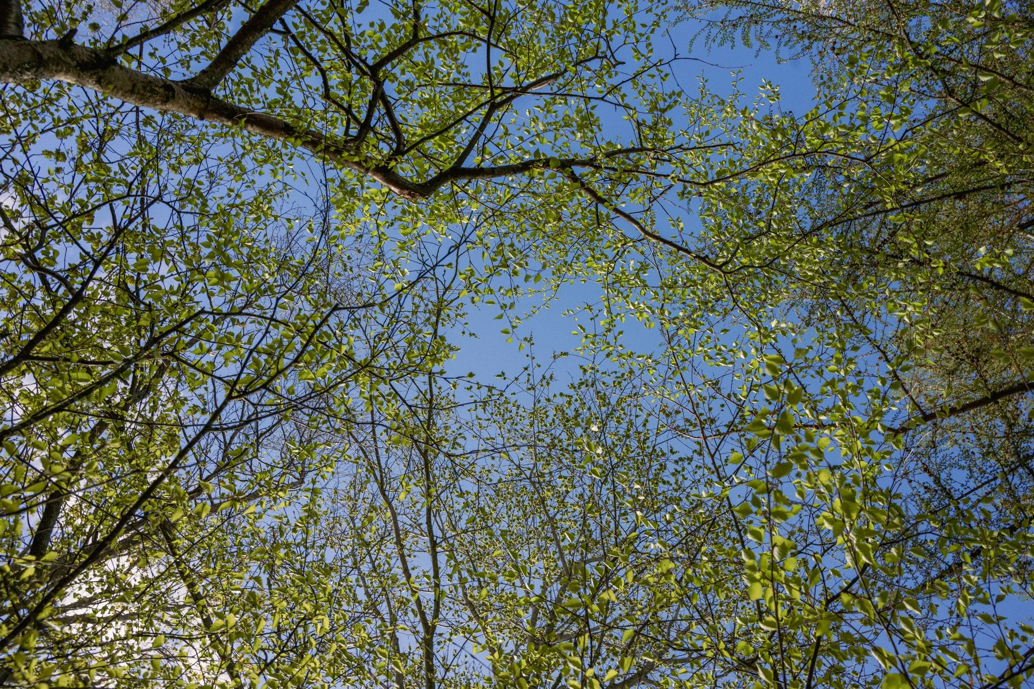 _DSC3595.jpg