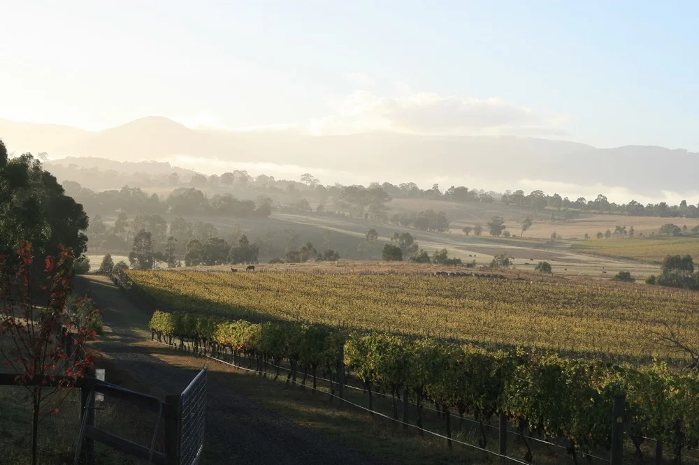 tarrahill1.jpg