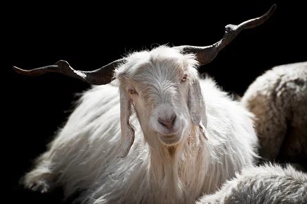 Cashmere Goat