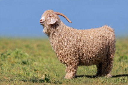Angora Goat
