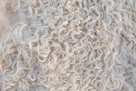 Lambswool