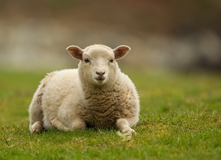 A young sheep.