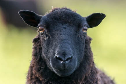 Welsh Black Sheep